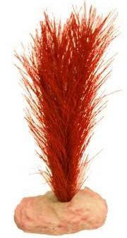 Blue Ribbon Plant - Soft Foxtail Mini Flame Red Sale