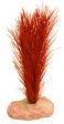 Blue Ribbon Plant - Soft Foxtail Mini Flame Red Sale