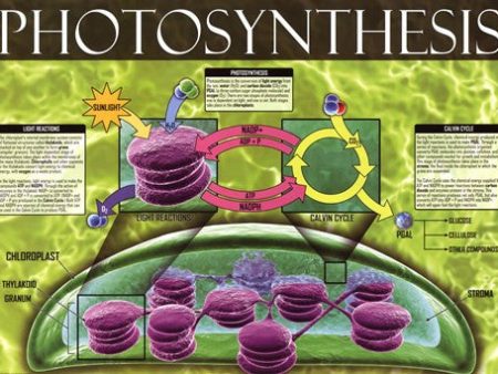 Photosynthesis Online Hot Sale