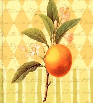 Botanical Orange Fashion