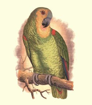 Blue-Fronted Amazon Sale