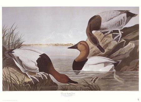 Canvasback Duck Supply