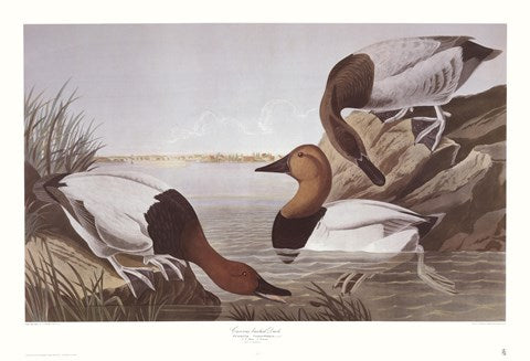 Canvasback Duck Supply