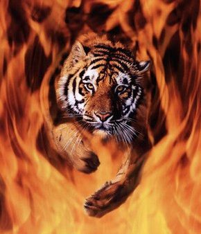 Bengal Tiger Jumping Flames Sale