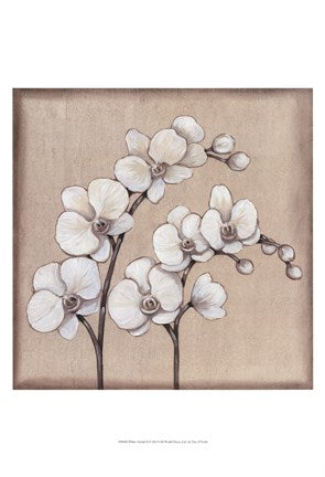 White Orchid II Online now