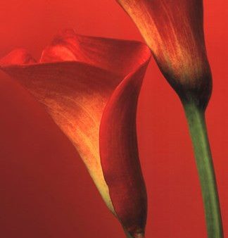 Red Calla Lilies Online