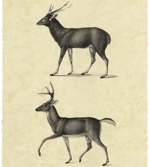 Vintage Deer II Online Sale