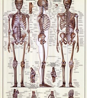 Skeletal System Online now