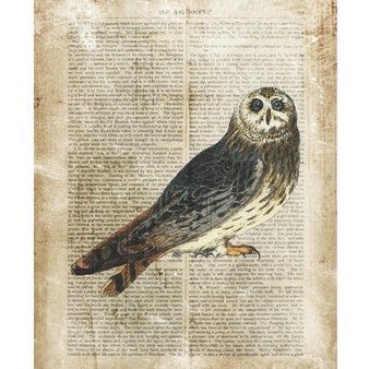 Antiquarian Birds I For Discount