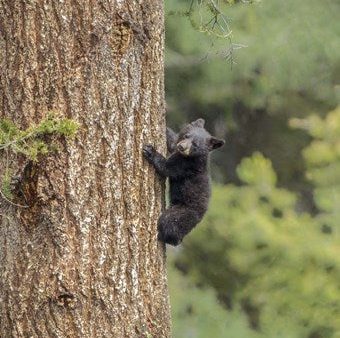 Black Bear Cub Climbing Online Sale