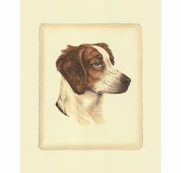 Brittany Spaniel Discount