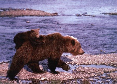 Brown Bear Carrying Cub, Alaska For Discount