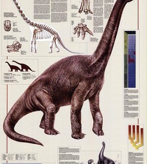 Brachiosaurus on Sale