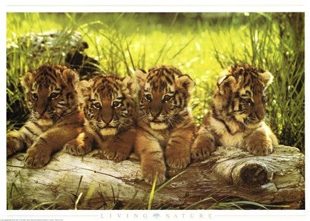 Baby Tiger Online Hot Sale