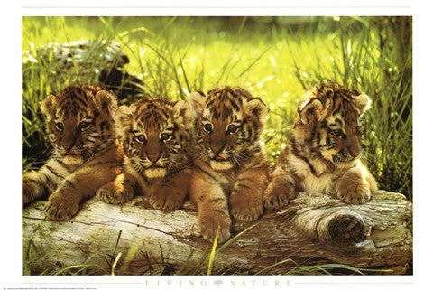 Baby Tiger Online Hot Sale