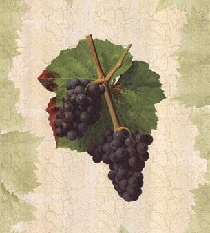 Antique Grapes - Gougenot For Discount