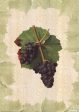 Antique Grapes - Gougenot For Discount