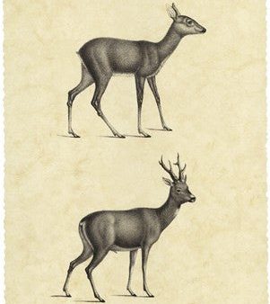 Vintage Deer I Online now