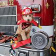 ZippyPaws Firehose Blaster Dog Toy Online Hot Sale