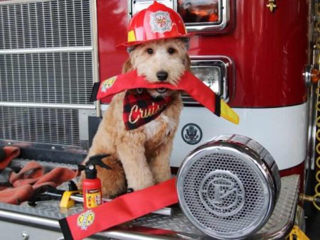 ZippyPaws Firehose Blaster Dog Toy Online Hot Sale